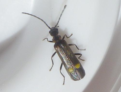 Réf. 231 920 : Malthodes sp.